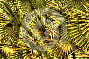 Palms close-up photo