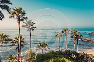 Palms on a coast of Laguna Beach