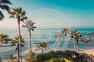 Palms on a coast of Laguna Beach photo
