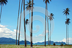 Palms at coast sea bay view