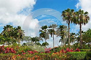 Palms and colorful plants in tropical garden and vivid blue sky