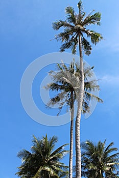 Palms compete in height