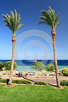 Palms and coral reef. Sharm El Sheikh. Red Sea. Egypt