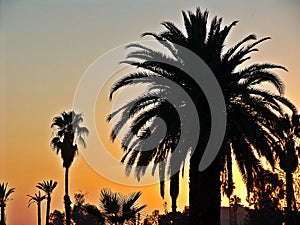 Palms in the Desert