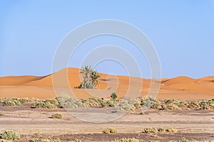 Palms in the dessert. Palm trees in the sand dune of Sahara, Morocco.