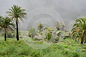 Palms of El Cercado photo