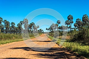 Palms on El Palmar National Park, Argentina