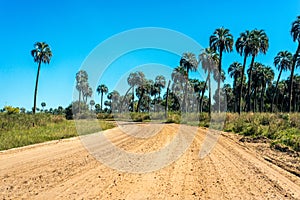 Palms on El Palmar National Park, Argentina