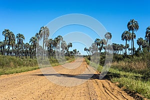 Palms on El Palmar National Park, Argentina