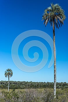 Palms on El Palmar National Park, Argentina