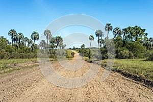 Palms on El Palmar National Park, Argentina