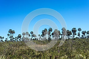 Palms on El Palmar National Park, Argentina