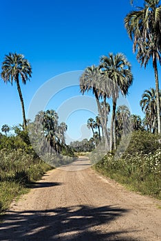 Palms on El Palmar National Park, Argentina photo
