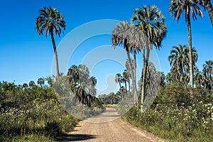 Palms on El Palmar National Park, Argentina photo