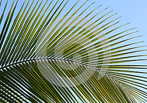 Palms photo