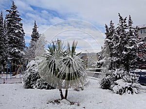 Palms and evergreen trees under snow