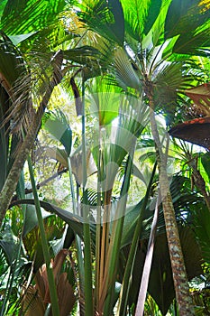 Giant Palm trees view of Coco de Mer