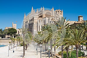 Palms in front of La Seu cathedral