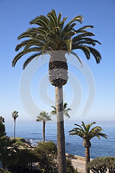 Palms in front of Pacific Ocean photo