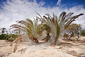 Palms in Fuerteventura.