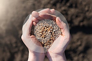 Palms full of wheats on a background of black earth. The concept of harvest, sowing company or agriculture