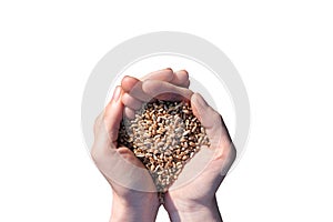 Palms full of wheats isolated on a white background . The concept of harvest, sowing company or agriculture