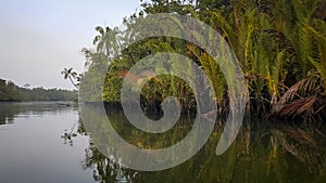 Palms growing by the river Chi Phat Cardamon mountains Cambodia