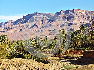 Palms growing in small oasis, rocky massifs in background - typical scenery in southern Atlas, Morocco
