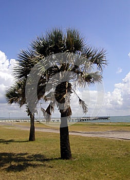 Palms on the Gulf