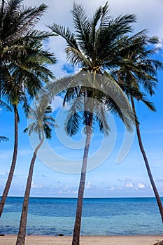Palms on Haad Khom beach