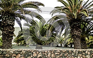 Palms in Haria, Lanzarote, Canary Islands.