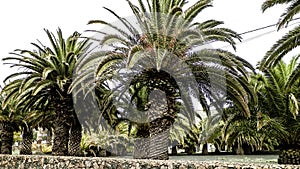 Palms in Haria, Lanzarote, Canary Islands