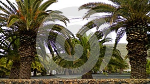 Palms in Haria, Lanzarote, Canary Islands