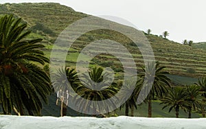 Palms in Haria, Lanzarote, Canary Islands