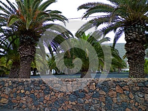 Palms in Haria, Lanzarote, Canary Islands