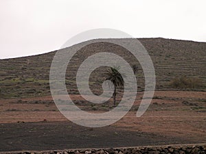 Palms in Haria, Lanzarote, Canary Islands