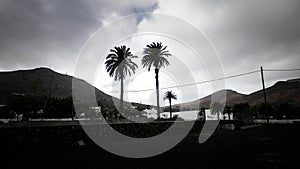 Palms in Haria, Lanzarote, Canary Islands