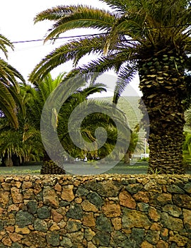 Palms in Haria, Lanzarote, Canary Islands