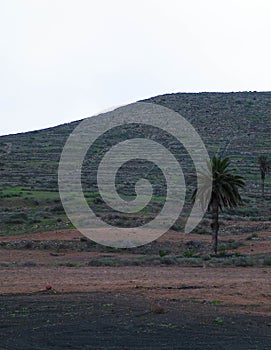 Palms in Haria, Lanzarote, Canary Islands