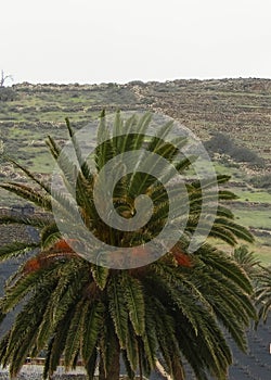 Palms in Haria, Lanzarote, Canary Islands