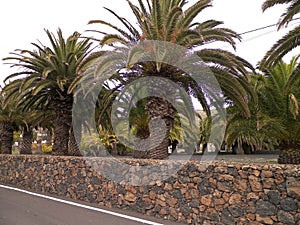 Palms in Haria, Lanzarote, Canary Islands
