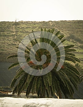 Palms in Haria, Lanzarote, Canary Islands