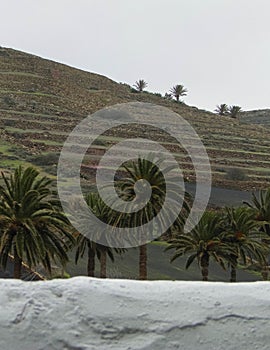 Palms in Haria, Lanzarote, Canary Islands