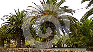 Palms in Haria, Lanzarote, Canary Islands