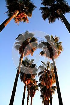 Palms in Hollywood