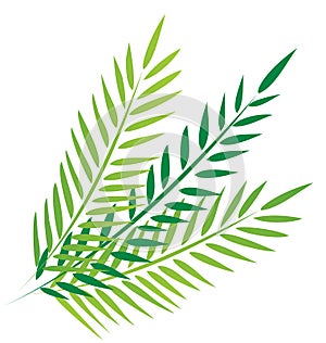 Palms in good friday