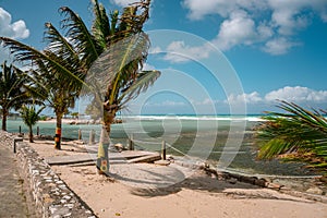 Palms in Jamaica decorated with traditional rastafari colors - red, green and gold. Beautiful fresh and strong Rasta, reggae photo