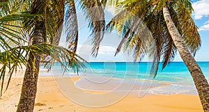 Palms in La Perle beach in Guadeloupe photo