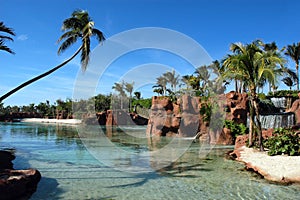 Palms in lagoon