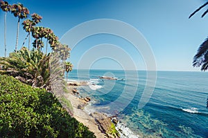 Palms in Laguna Beach California